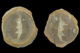 Fossil Shrimp (Peachocaris) Pos/Neg - Illinois #120902-1